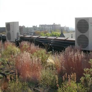 LIVING ROOFS – A catalyst for building communities
