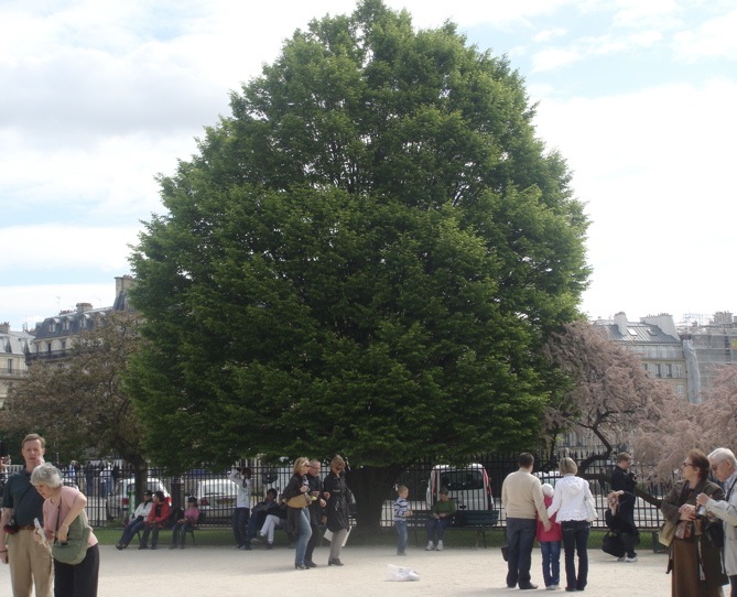 THE OVERLOOKED PROPERTIES OF TREES IN URBAN AREAS