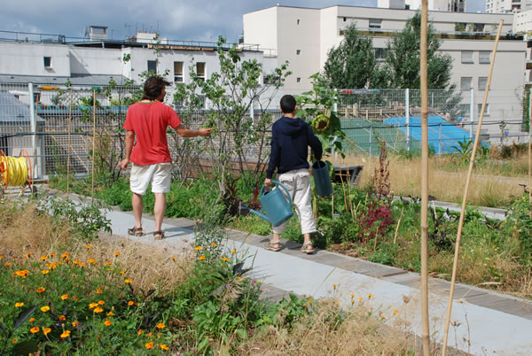 A COMMUNITY GARDEN…. ON THE ROOFTOP OF A SCHOOL