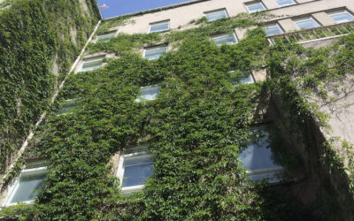 Grün statt Grau und Heiß: Fassadenbegrünung als natürliche Klimaanlage in der Stadt