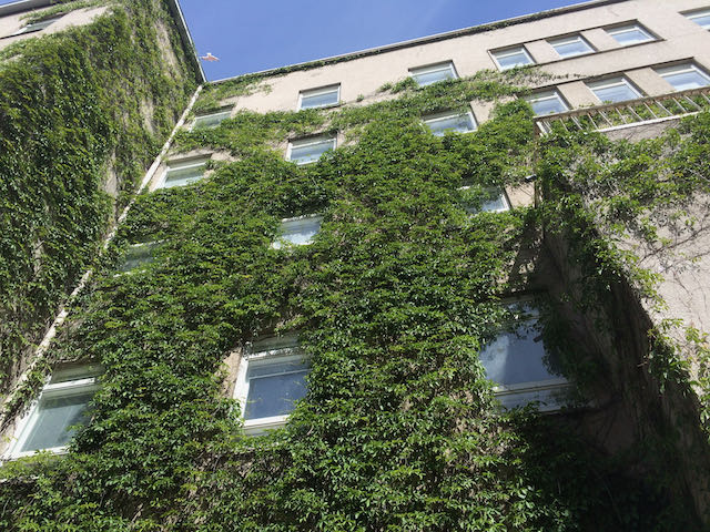 Grün statt Grau und Heiß: Fassadenbegrünung als natürliche Klimaanlage in der Stadt