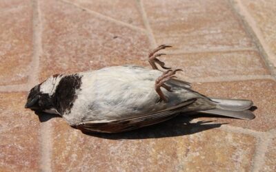 Birds crashing into buildings: The invisible death and how it can be prevented