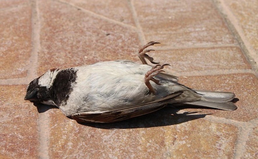 Vogelanprall: der unsichtbare Tod und wie er verhindert werden kann