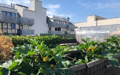 Rooftop Community Gardens – an extraordinary case at Vienna