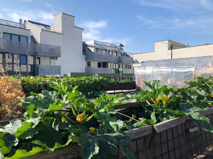 Gemeinschaftsgärten am Dach